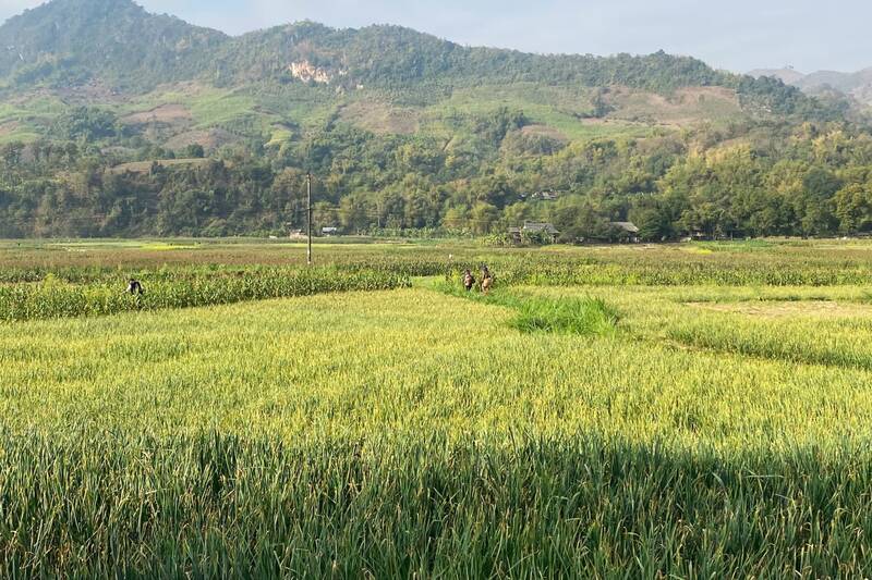 Xã Yên Châu là vùng trồng tỏi tía lớn nhất tỉnh Sơn La với diện tích hơn 90 ha. Ảnh: Trường Sơn