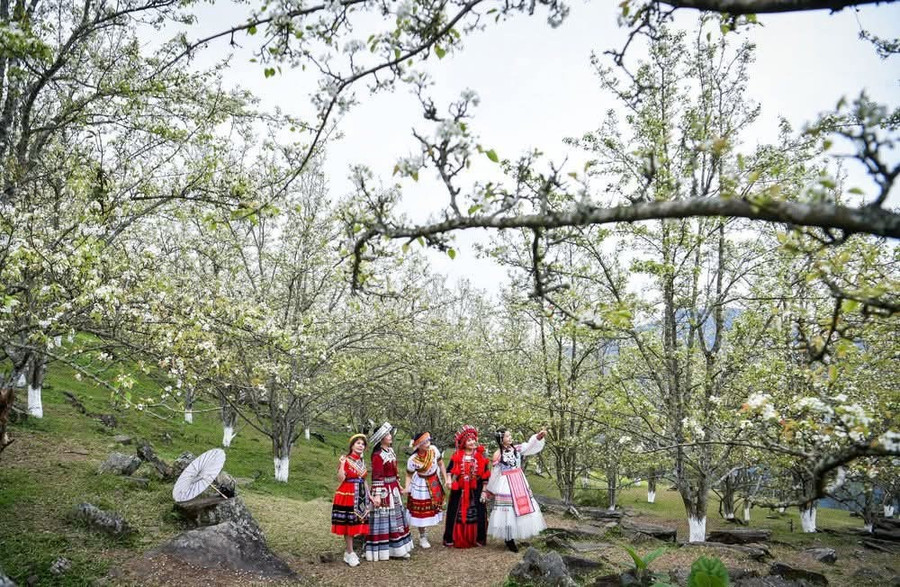 Lễ hội hoa lê Hồng Thái kéo dài từ 28/2 - 10/3/2026.