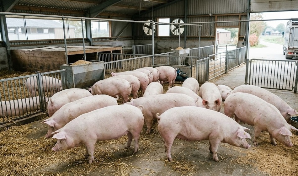 Giá heo hơi sáng 2-4-2026 - Ảnh minh họa