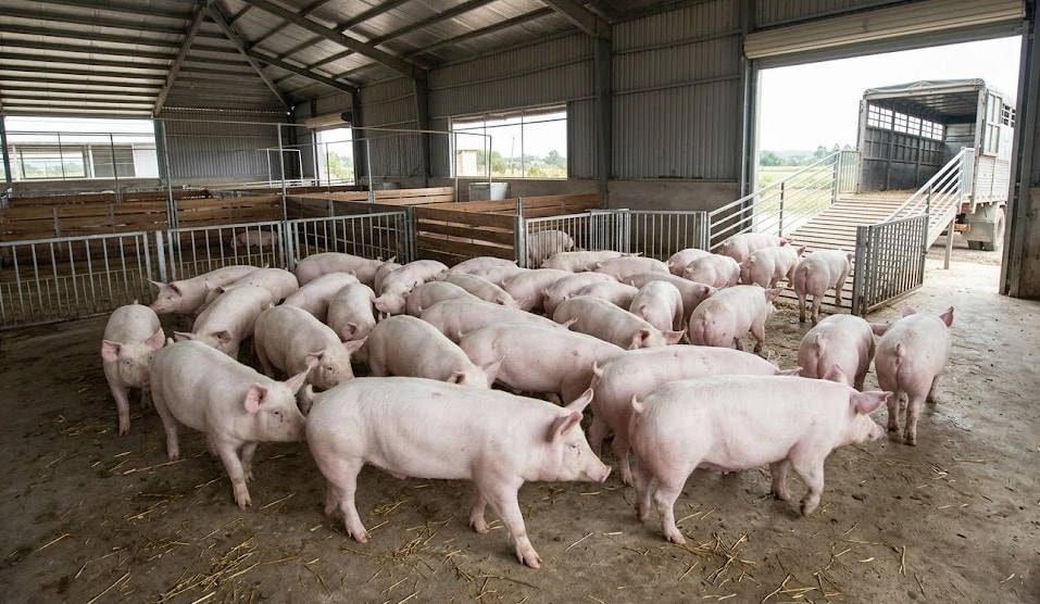 Cập nhật giá heo hơi ba miền 16-4-2026 - Ảnh minh họa