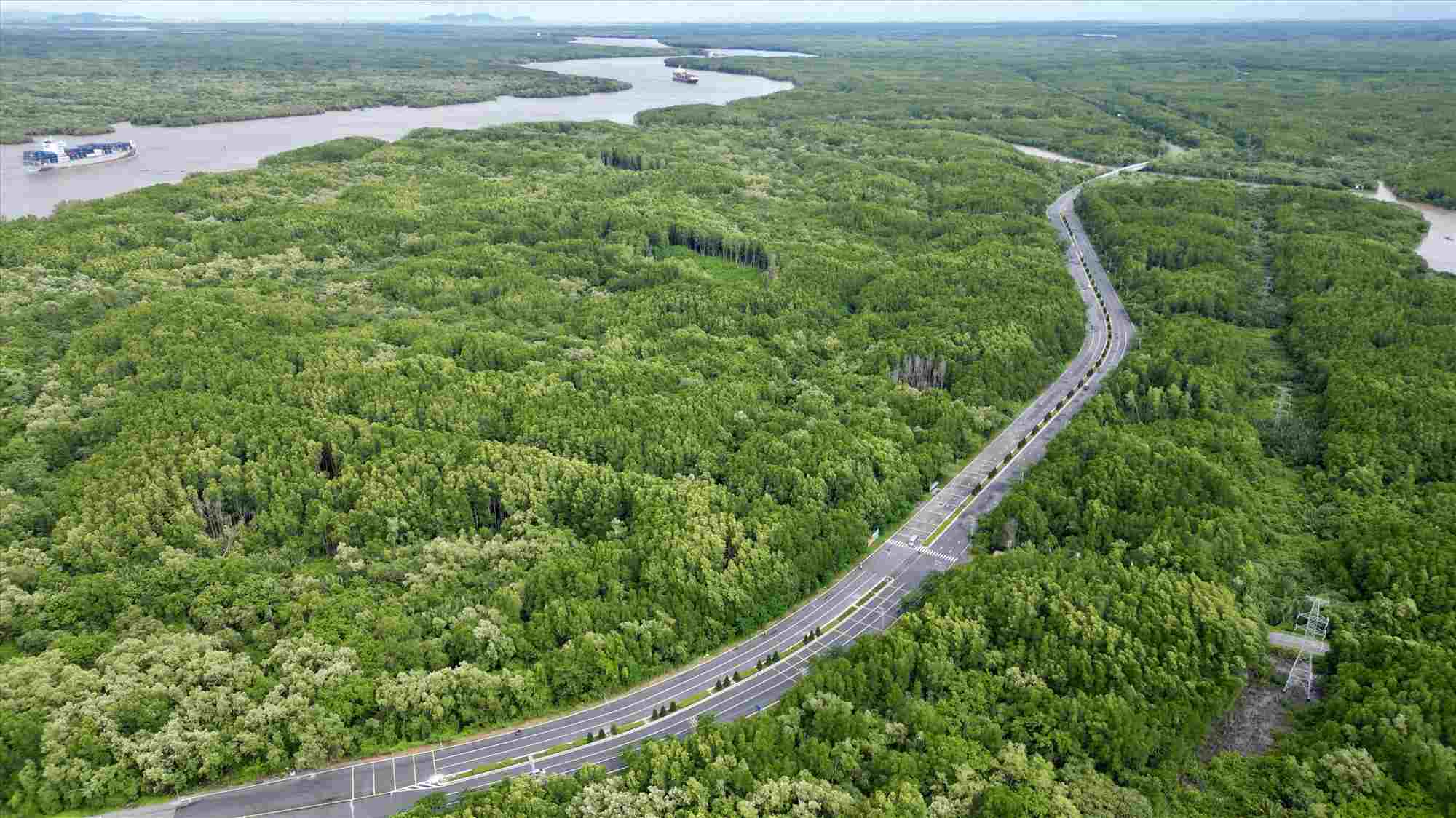 Đường Rừng Sác xuyên rừng ngập mặn Cần Giờ. Ảnh: Anh Tú