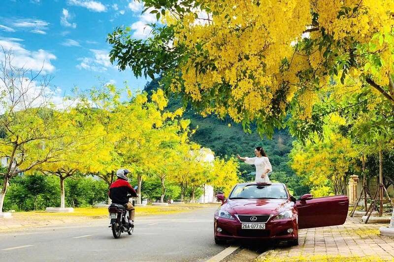 Khung cảnh vàng rực khi hoa muồng hoàng yến nở rộ khu quảng trường Mộc Châu. Ảnh: Thùy Dung