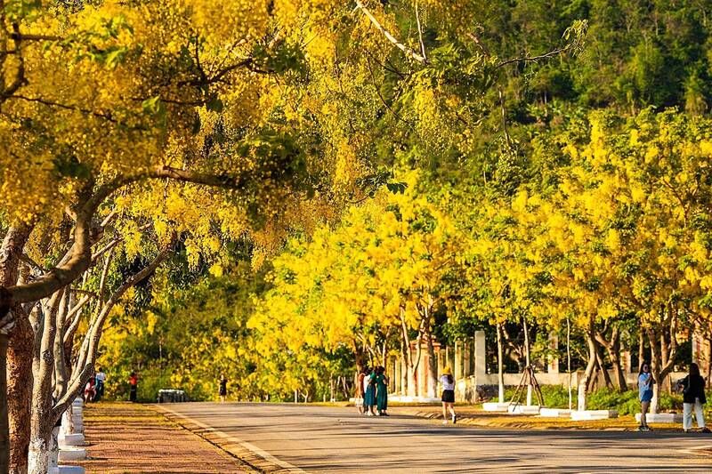 Cao nguyên Mộc Châu như bừng sáng mỗi mùa hoa muồng hoàng yến nở rộ. Ảnh: Thùy Dung