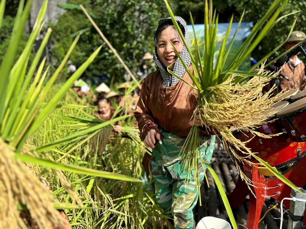 Nhiều du khách hào hứng tham gia trải nghiệm gặt lúa ngay trên cánh đồng vàng tại lễ hội. Ảnh: Anh Tú gat.jpg