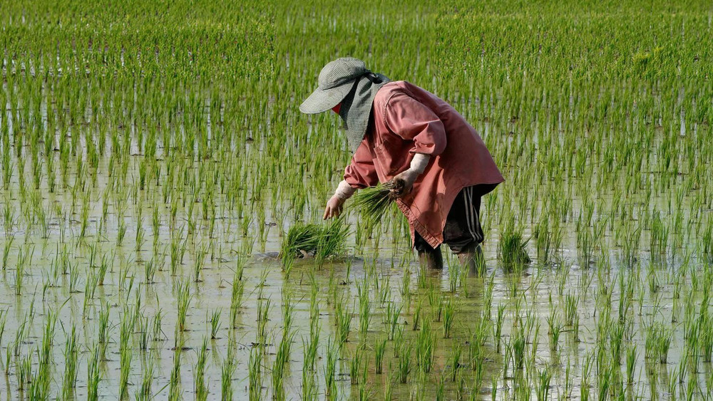 Một người nông dân đang chăm sóc ruộng lúa ở tỉnh Nakhon Sawan, phía bắc Bangkok. Ảnh: Getty Images. 107281037-1691036139169-gettyimages-1243418118-ub19891.jpg