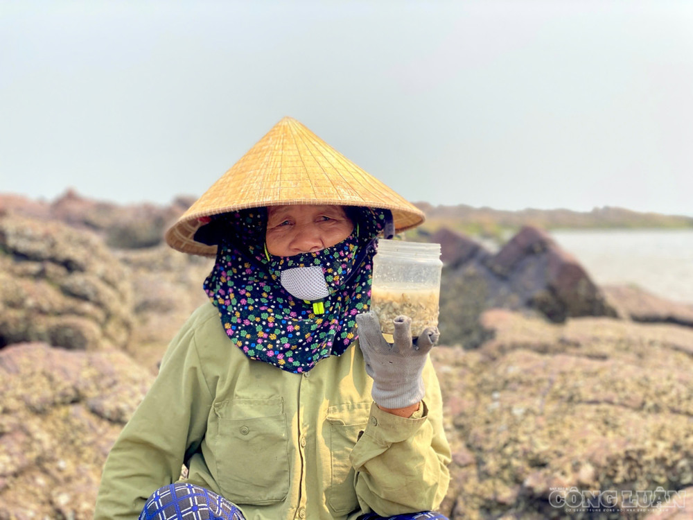 Dù hàu tự nhiên có kích thước nhỏ hơn so với hàu nuôi nhưng lại có thịt chắc, vị đậm và thơm, được người tiêu dùng ưa thích. Ảnh: Kim Long. clo_br_02.jpg