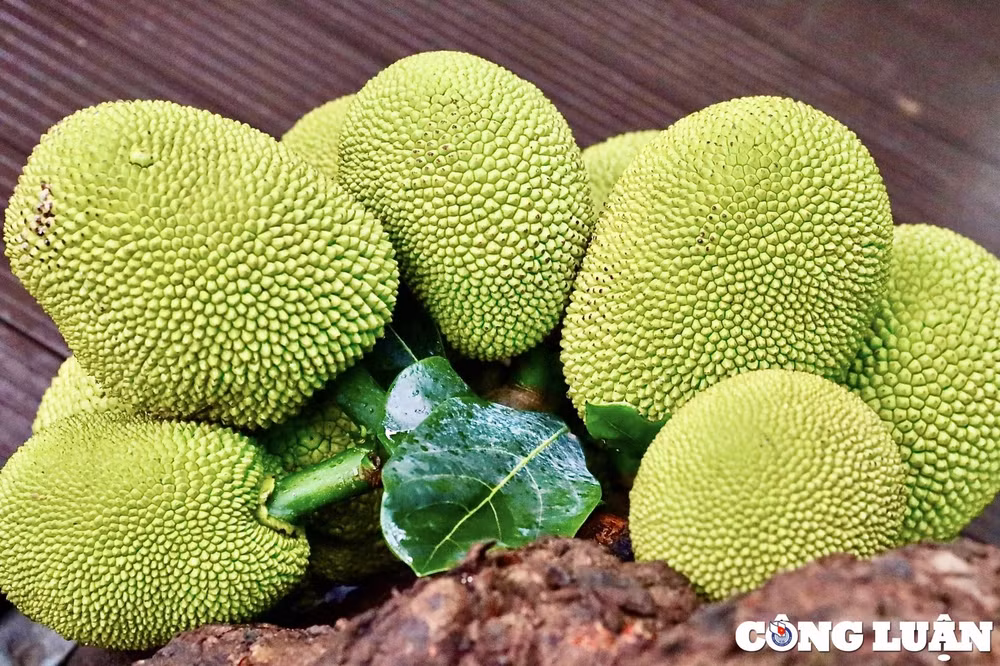 Mít tươi. Ảnh minh hoạ congluan-cdn.congluan.vn-files-content-2024-05-28-_quan-ca-phe-doc-la-o-tuyen-quang-co-cay-mit-moc-giua-nha-sai-triu-qua-084729279.jpeg