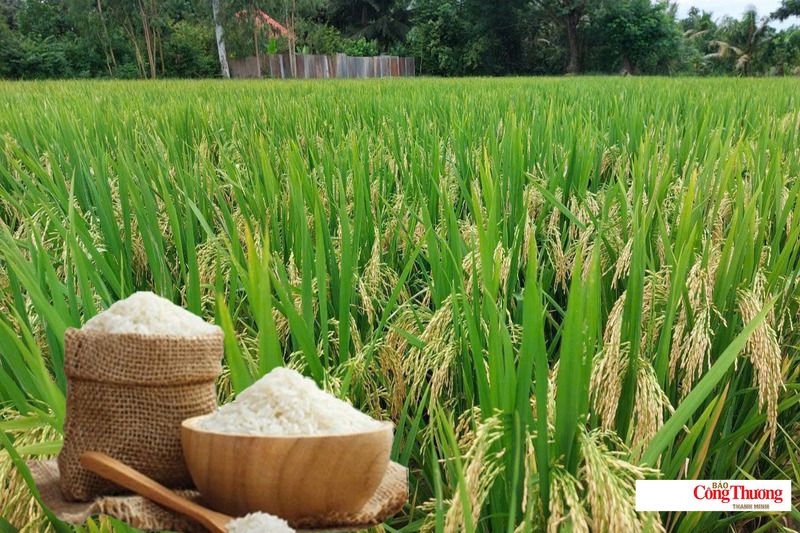 Giá lúa gạo hôm nay ngày 13/7/2026: Tấm thơm tăng nhẹ, lúa gạo vững giá.