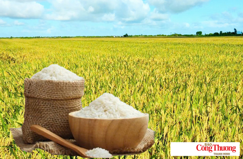 Giá lúa gạo hôm nay ngày 15/7: Gạo thơm Jasmine giảm 1.000 đồng/kg.