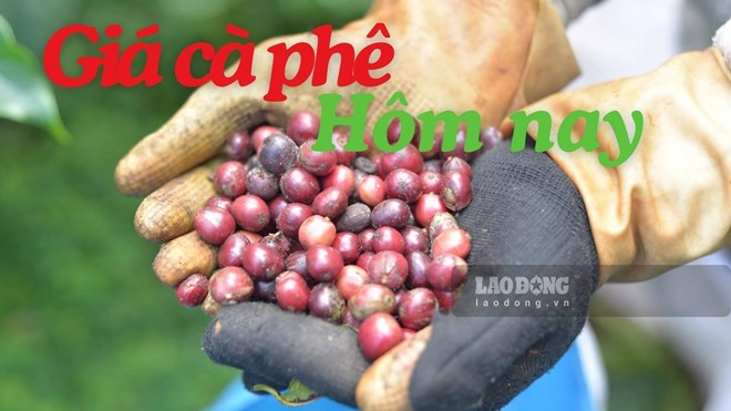 Giá cà phê hôm nay 24.7: Duy trì dưới mốc 97.000 đồng/kg