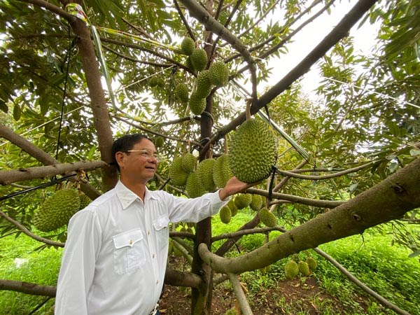 AI giúp Gia Lai nâng chuẩn vùng nguyên liệu