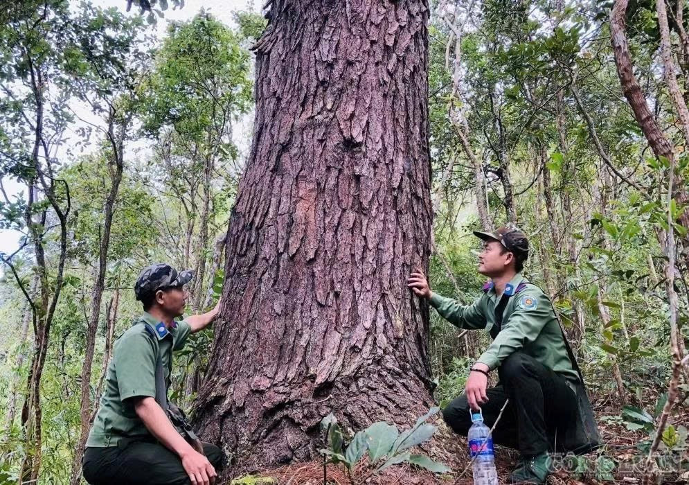 Quản lý gần nửa triệu ha rừng, lực lượng bảo vệ rừng chuyên trách mang nhiều áp lực mới sau cuộc hợp nhất. Ảnh: Trần Hiền. 1785985529779-2146614995054802874-7020462797444541469-f6564e643cbd056840c1671dbe31a39f.jpg