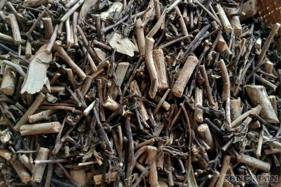 Bộ Y tế có văn bản gửi UBND các tỉnh, thành phố trực thuộc Trung ương về việc tăng cường quản lý và phát triển lĩnh vực y, dược cổ truyền. clo_br_763728511-2469853333489415-2800610802858767890-n-2658.jpg