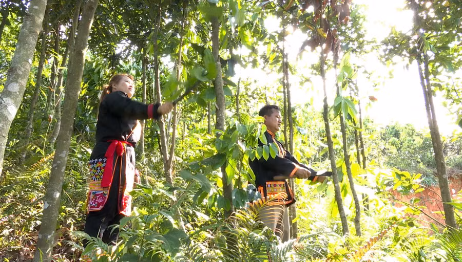Gia đình anh Phượng, chị Mai phát triển mô hình kinh tế vươn lên thoát nghèo. anh-1.jpg