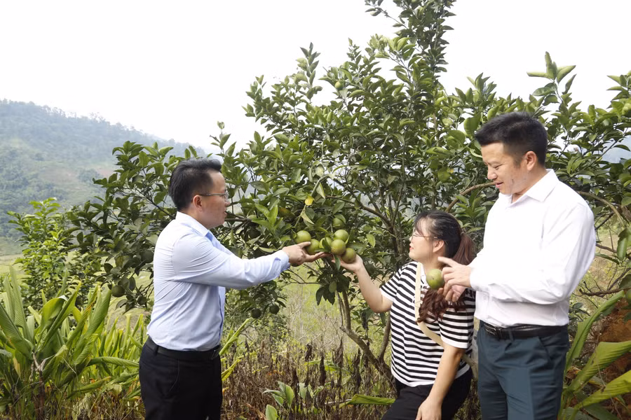 Mô hình trồng cam tại xã Trung Lý.