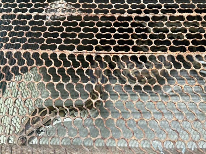 Người dân giao nộp trăn đất quý hiếm ở Khánh Hòa